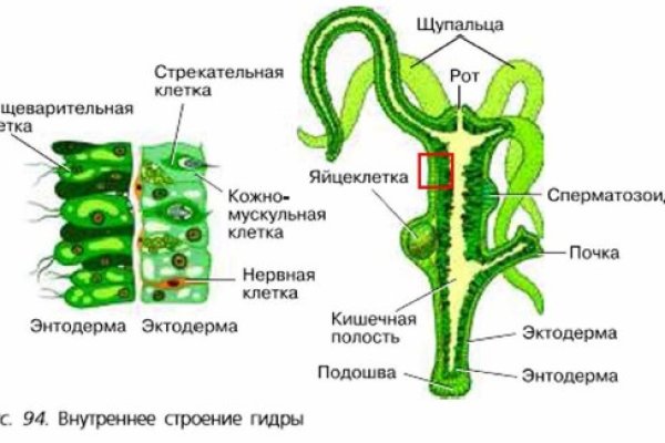Что такое кракен маркет торкнет
