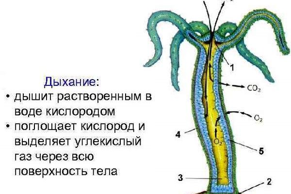 Кракен пишет пользователь не найден