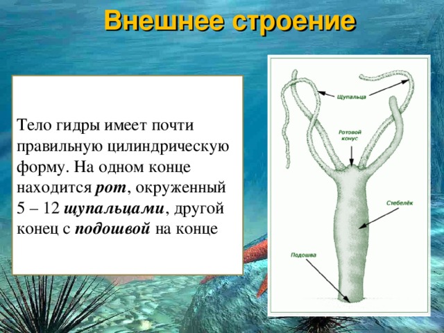 Сайты для даркнета
